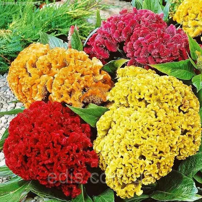 Целозія Гребінчаста махрова суміш, насіння Яскрава 0.3 г