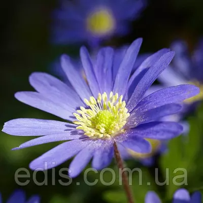 Анемона Blue Shades (blanda) 5 клубней/уп.