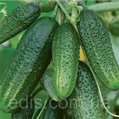 Огірок Сусіду на заздрість F1 (45-55 шт.) корнішон дражоване насіння Яскрава