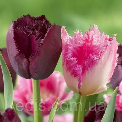 Набір цибулин квітів Даллас 7 цибулин тюльпанів