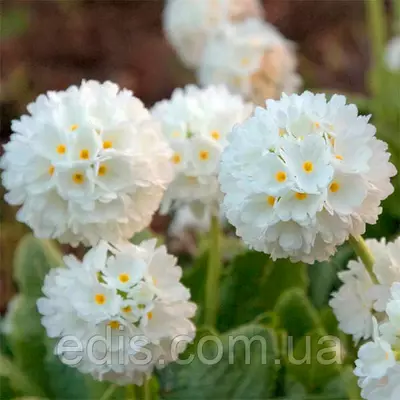 Примула дрібнозуба біла, контейнер