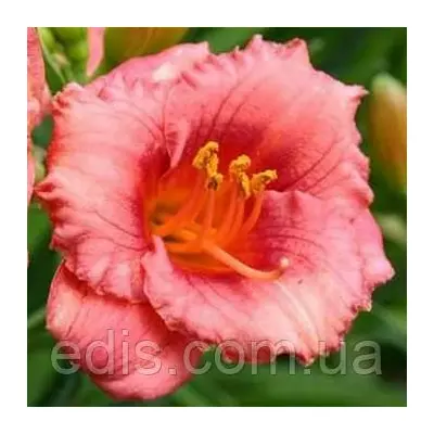 Лілейник Cosmopolitan кореневище