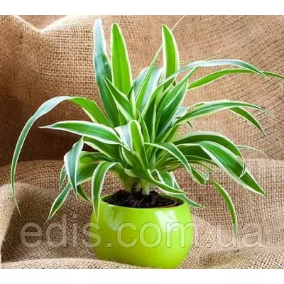 Хлорофітум Ocean P9