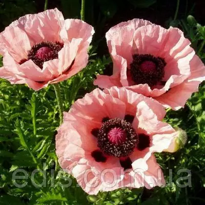 Мак багаторічний Prinzessin Viktoria Luise