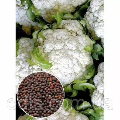 Капуста цвітна Снігова куля 50 г, вагове насіння Яскрава