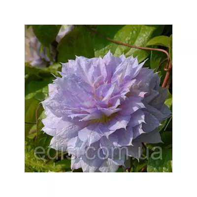 Клематис Belle of Working (Бель оф Вокін)