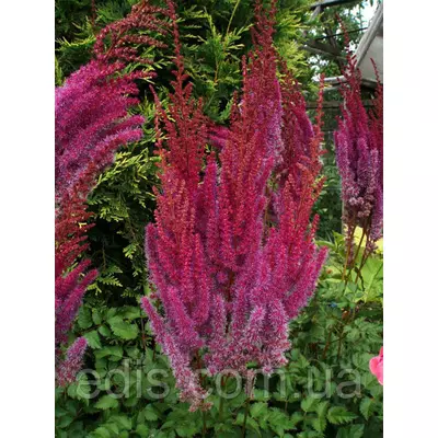 Астільба арендса Purperkerze (Пурпуркерце)