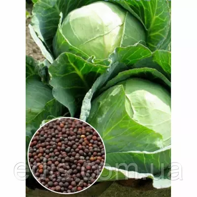 Капуста білоголова Московська пізня 50 г, вагове насіння Яскрава
