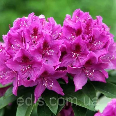 Рододендрон Anah Kruschke у контейнері