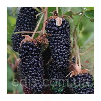 Ожина Чорний Діамант (Black Diamond)