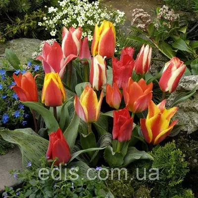 Набір тюльпанів Альпійська гірка (низькорослих сортів) 9 цибулин