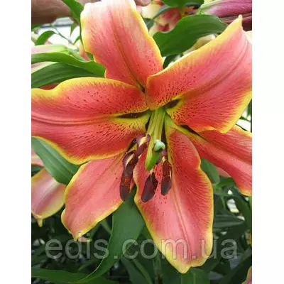 Лілія ОТ гібрид Red Hot (Ред Хат) 1 цибулина 14/16