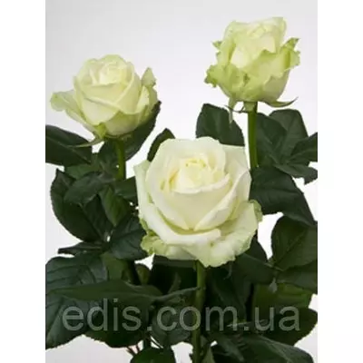 Троянда Аваланж (Avalanche) чайно-гібридна