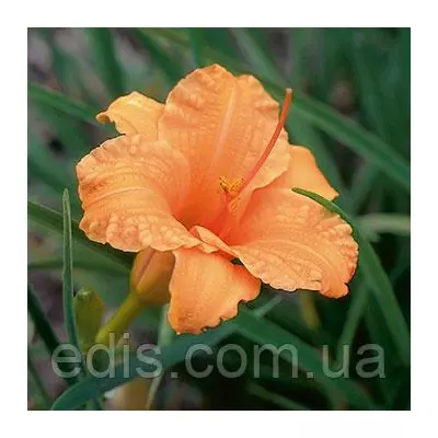 Лілейник Bertie Ferris кореневище