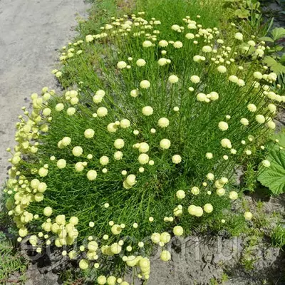 Сантоліна зелена, саджанці