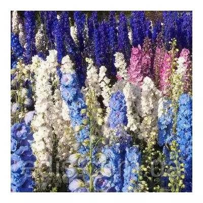 Дельфініум однорічний високорослий суміш 0,5 г, насіння Яскрава