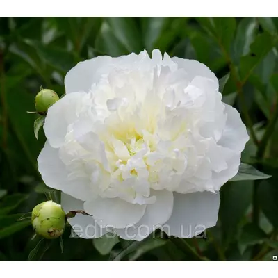 Півонія Duchesse de Nemours кореневище