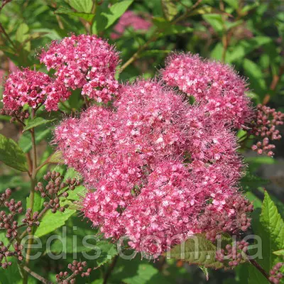 Спірея Froebelii в контейнері 2 л.