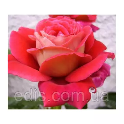 Троянда Кроненбург (Kronenbourg) чайно-гібридна