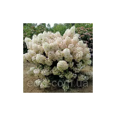 Гортензія волотиста Bobo (Бобо) Низькоросла! , горщик 0,5 л.