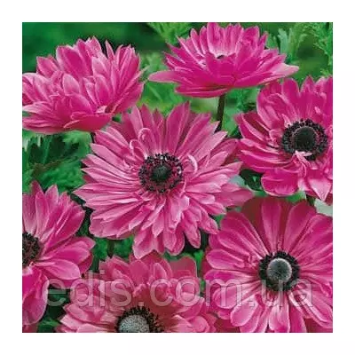 Анемона корончаста махрова The Admiral (Адмірал) 5 бульб/уп.