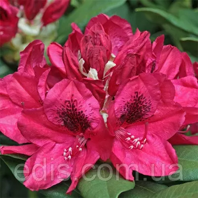 Рододендрон Lord Roberts