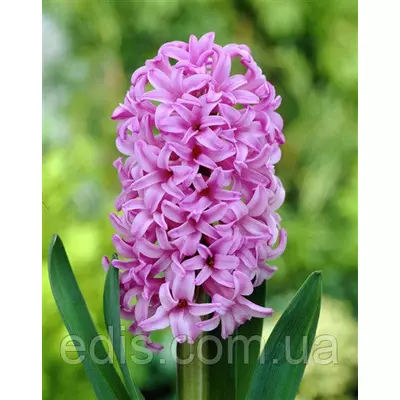 Гіацинт Anna Liza (Анна Ліза) 1 цибулина (калібр 18/19 - дуже великий)