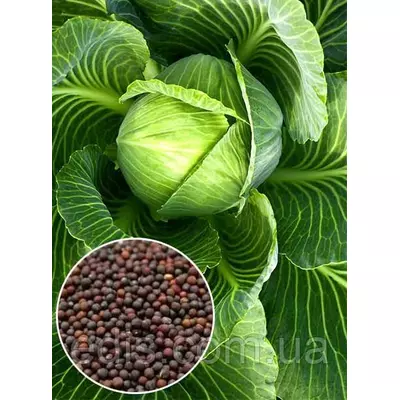 Капуста білоголова Харківська зимова 50 г, вагове насіння Яскрава
