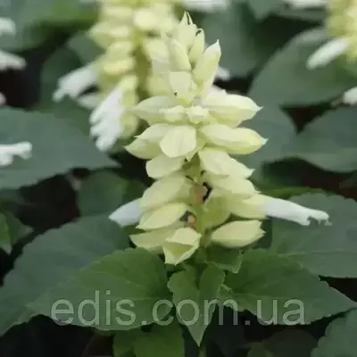 Шавлія блискуча Біла, насіння Яскрава 0.1 г