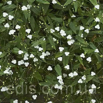 Традесканція гибазис, 0,2 л. кімнатна рослина