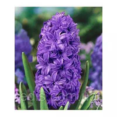 Гіацинт махровий Crystal Palace 1 цибулина (калібр 16/17 - великий)