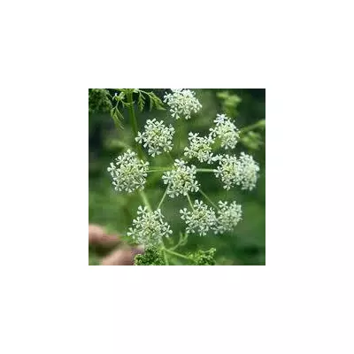 Кмин 2 г, насіння Яскрава