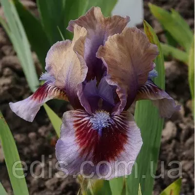 Ірис карликовий Posing