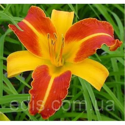 Лілейник Frans Hals кореневище