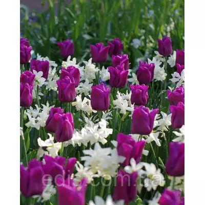 Арт-набір Імператор (тюльпани, нарциси) 6 цибулин