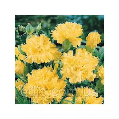 Гвоздика Шабо жовта 0,1 г, насіння Яскрава