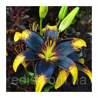 Лілія азіатська Tango Lion Heart 1 цибулина 12/14