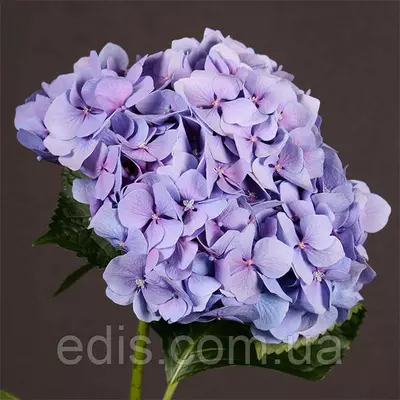 Гортензія Cinderella великолисткова у контейнері