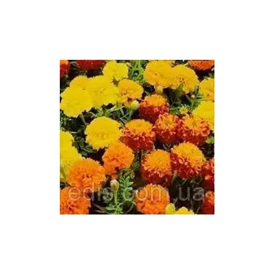 Чорнобривці низькорослі суміш 0,5 г, насіння Яскрава