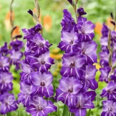 Гладіолус Hallowy (Халоі) 3 шт/уп. 12/14