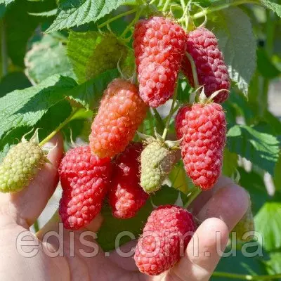 Малина Ісполін (малинове дерево)