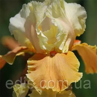 Ірис бородатий English Charm