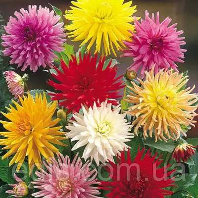 Жоржини кактусові суміш 0,3 г, насіння Яскрава