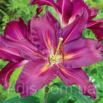 Лілія орієнтальна Gran Tourismo 1 цибулина 14/16