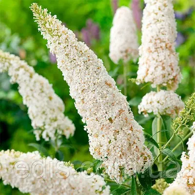 Буддлея Давида White Ball у контейнері