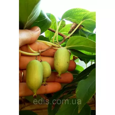 Актинідія Оригінальна (чоловіча форма)