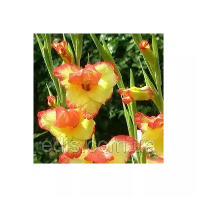 Гладіолус nanus Las Vegas мініатюрний, 3 цибулини/уп.
