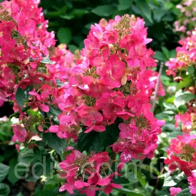 Гортензія волотиста Magical Fire (Меджикел Фаєр) у контейнері 0.5 л