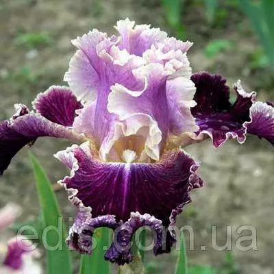 Ірис високий бородатий New Leaf