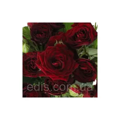 Троянда спрей Ред Сенсейшен (Red Sensation)